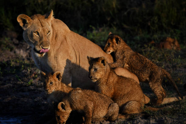 Katavi National Park